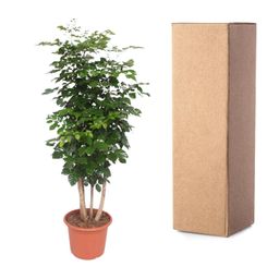 Radermachera Hainanensis - 190 cm - ø40 (8721055691341)