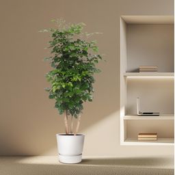 Radermachera Hainanensis - 190 cm - ø40 (8721055691341)