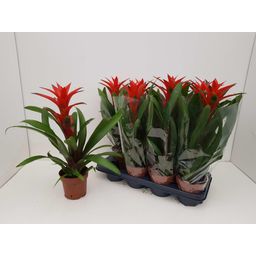 Guzmanie "Amoretto" Blanco Hoes 55cm (28854)