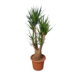 Yucca Elephantipes vertakt - 190 cm - ø55 (8721055691747)