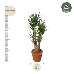 Yucca Elephantipes vertakt - 190 cm - ø55 (8721055691747)