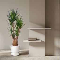 Yucca Elephantipes vertakt - 190 cm - ø55 (8721055691747)