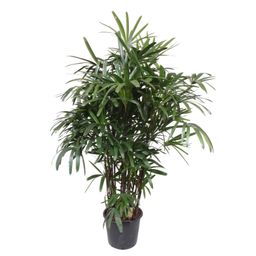 Rhapis Excelsa -200 cm - ø34 (8721055691372)