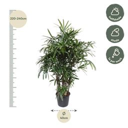 Rhapis Excelsa -200 cm - ø34 (8721055691372)