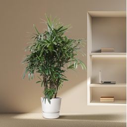 Rhapis Excelsa -200 cm - ø34 (8721055691372)