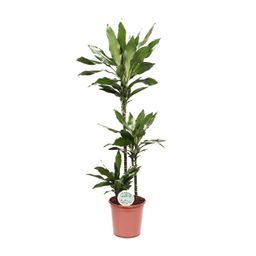 Dracaena Janet Lind (15789)