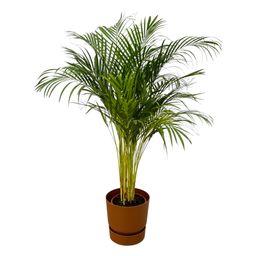 Areca palm - ↨130cm - Ø24cm inclusief elho Greenville Round bruin D30xH28 (8721081602083)