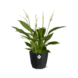 Spathiphyllum 12 Cm Torelli in 14cm b.for rock living black (21652)