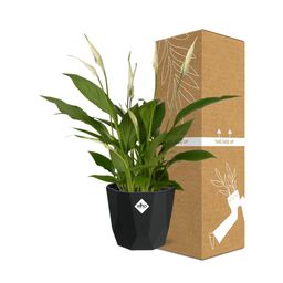 Spathiphyllum 12 Cm Torelli in 14cm b.for rock living black (21652)