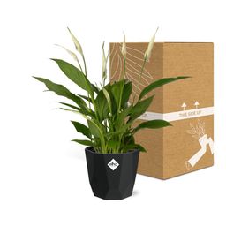 Spathiphyllum 12 Cm Torelli in 14cm b.for rock living black (21652)