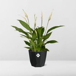 Spathiphyllum 12 Cm Torelli in 14cm b.for rock living black (21652)