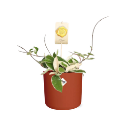 Hoya Carn.’Krimson Queen’ in ELHO b.for soft rond 14cm brique (21497)