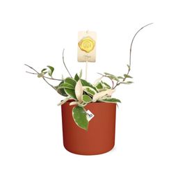 Hoya Carn.’Krimson Queen’ in ELHO b.for soft rond 14cm brique (21497)