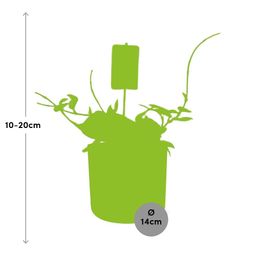 Hoya Carn.’Krimson Queen’ in ELHO b.for soft rond 14cm brique (21497)