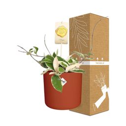 Hoya Carn.’Krimson Queen’ in ELHO b.for soft rond 14cm brique (21497)