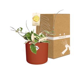 Hoya Carn.’Krimson Queen’ in ELHO b.for soft rond 14cm brique (21497)