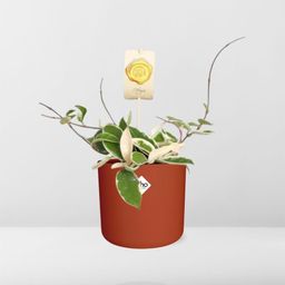 Hoya Carn.’Krimson Queen’ in ELHO b.for soft rond 14cm brique (21497)