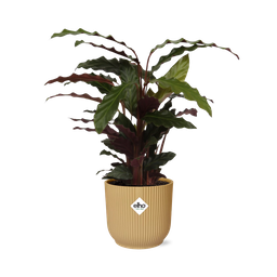 Calathea Rufibarba ‘Tropistar’ in ELHO Vibes Fold 14cm geel (21788)