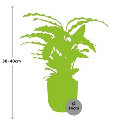 Calathea Rufibarba ‘Tropistar’ in ELHO Vibes Fold 14cm geel (21788)