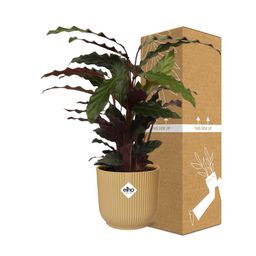 Calathea Rufibarba ‘Tropistar’ in ELHO Vibes Fold 14cm geel (21788)