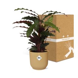 Calathea Rufibarba ‘Tropistar’ in ELHO Vibes Fold 14cm geel (21788)