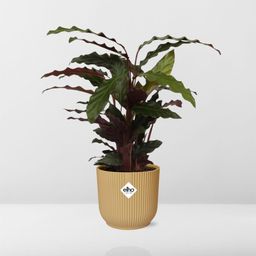 Calathea Rufibarba ‘Tropistar’ in ELHO Vibes Fold 14cm geel (21788)