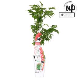 Campsis Pink Panther - Trompetbloem Donker roze (21062)