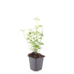 Garden basics 24x Agastache 'Black Adder' - ↕10-25cm - Ø9cm (50356)