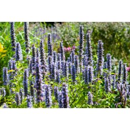 Garden basics 24x Agastache 'Black Adder' - ↕10-25cm - Ø9cm (50356)