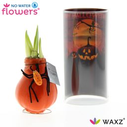 No Water Flowers Waxz® Halloween SPIN (21568)