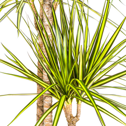 Dracaena Marginata Sunray met mand Ø24cm - ↕130 (48777)