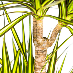 Dracaena Marginata Sunray met mand Ø24cm - ↕130 (48777)