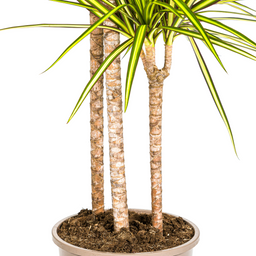 Dracaena Marginata Sunray met mand Ø24cm - ↕130 (48777)