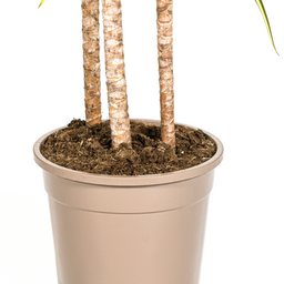 Dracaena Marginata Sunray met mand Ø24cm - ↕130 (48777)