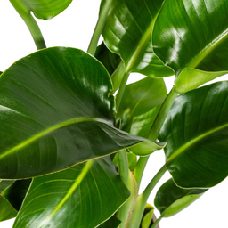 Strelitzia Nicolai met mand Ø21cm - ↕90 (48762)