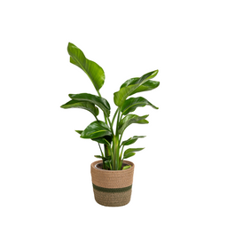 Strelitzia Nicolai met mand Ø21cm - ↕90 (48762)