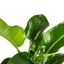 Strelitzia Nicolai met mand Ø21cm - ↕90 (48762)