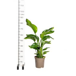 Strelitzia Nicolai met mand Ø21cm - ↕90 (48762)