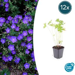 Garden basics 12x Geranium 'Johnson's Blue' - ↕10-25cm - Ø9cm (47778)
