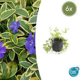 Garden basics 6x Vinca minor 'Aureovariegata' - ↕10-25cm - Ø9cm (48025)