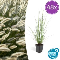 Garden basics 48x Pennisetum alopecuroides 'Hameln' - ↕10-25cm - Ø9cm (50341)