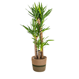 Yucca Elephantipes met mand Ø24cm - ↕120 (48784)