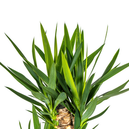 Yucca Elephantipes met mand Ø24cm - ↕120 (48784)