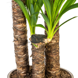 Yucca Elephantipes met mand Ø24cm - ↕120 (48784)