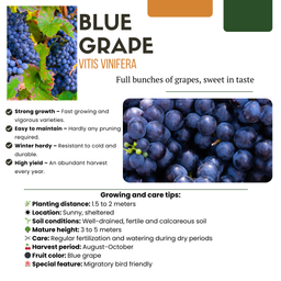 Premium basics 3 x Biologische Druivenplanten - Ø 13 cm - ↨ 20 cm (48371)