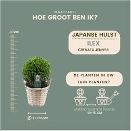 Plants by frank 2x Ilex crenata 'Jenny' bol in rietenmand | set van 2 stuks | 20 cm Ø diameter (8721001420360)
