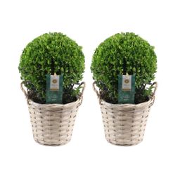 Plants by frank 2x Ilex crenata 'Jenny' bol in rietenmand | set van 2 stuks | 20 cm Ø diameter (8721001420360)