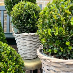 Plants by frank 2x Ilex crenata 'Jenny' bol in rietenmand | set van 2 stuks | 20 cm Ø diameter (8721001420360)
