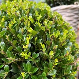 Plants by frank 2x Ilex crenata 'Jenny' bol in rietenmand | set van 2 stuks | 20 cm Ø diameter (8721001420360)