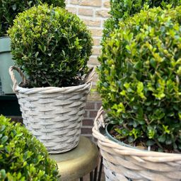 Plants by frank 2x Ilex crenata 'Jenny' bol in rietenmand | set van 2 stuks | 20 cm Ø diameter (8721001420360)